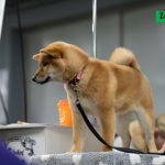 _DSC2491-Улучшено-Ум. шума