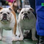 _DSC2915-Улучшено-Ум. шума